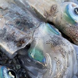 2025 佐渡ヶ島エギング Vol.18【9月26日】